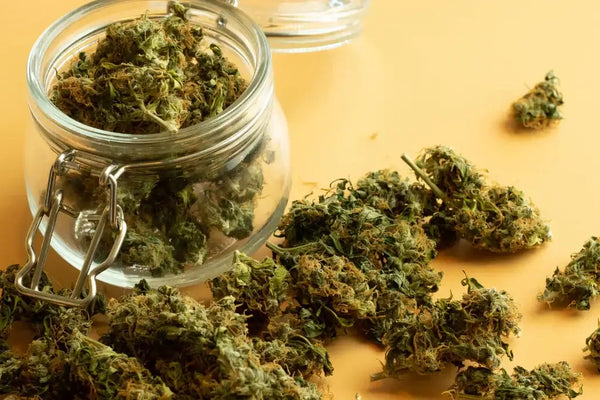 Cannabis Curing – Aushärtung leicht gemacht