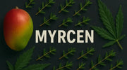 Myrcen – das erdig-fruchtige Cannabis Basis-Terpen