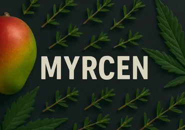 Myrcen – das erdig-fruchtige Cannabis Basis-Terpen