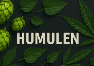Humulen – das hopfig-würzige Terpen im Cannabis