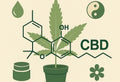 CBD erklärt: Wirkung, Anwendung & Unterschiede zu THC
