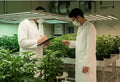 Professionelle Cannabis Anbauberatung für Social Clubs — zwei Experten in Laborkitteln begutachten Cannabispflanzen in einem professionellen Indoor-Grow mit LED-Beleuchtung