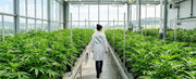 Top 5 Sativa Stecklinge 2026 | NovaHemp