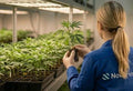 Die 5 stärksten Cannabis Stecklinge | NovaHemp