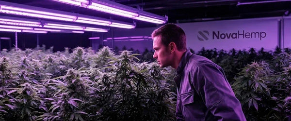 Top 5 Indica Stecklinge 2026 | NovaHemp