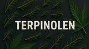 Terpinolen – das vielschichtige Kräuter-Wald-Terpen im Cannabis