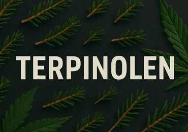 Terpinolen – das vielschichtige Kräuter-Wald-Terpen im Cannabis