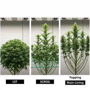 Alle Cannabis Anbaumethoden im Vergleich - LST, SCROG, Topping und Main-Lining