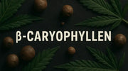β-Caryophyllen – das würzig-pfeffrige Terpen im Cannabis