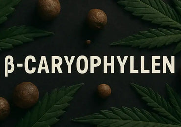 β-Caryophyllen – das würzig-pfeffrige Terpen im Cannabis