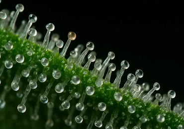 Trichome bestimmen – So geht’s richtig
