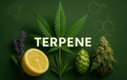 Realistisches Banner mit Cannabisblatt, Zitrone, Lavendel, Hopfen und Blüte zur Darstellung von Terpenen