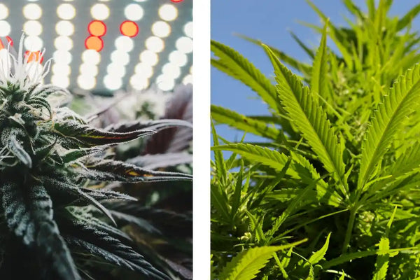 Indoor oder Outdoor – Was passt zu dir?