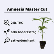 Amnesia Master Cut - Clone Only - Steckling