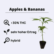 Starter Bundle with Apple Bananas plant showcasing high THC and yield information.