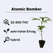 Atomic Bomber - Bomb Seeds - Steckling