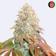 Banana Blaze Autoflowering Samen