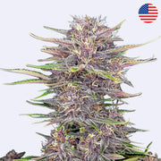 Banana Purple Punch Autoflowering Samen