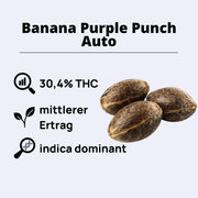 Banana Purple Punch Autoflowering Samen