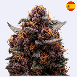 Black Cherry Punch Steckling – Pyramid Seeds