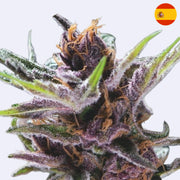 Black Cherry Punch - Steckling