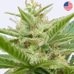 Black Toffee Autofowering Samen