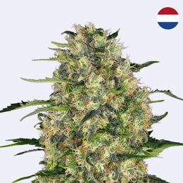 Nahaufnahme einer Black Domina Pflanze mit reichhaltigen Blüten von Sensi Seeds.