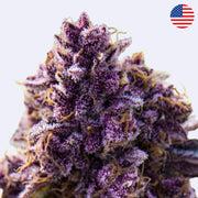Blackberry Moonrocks Feminsierte Samen - Anesia Seeds