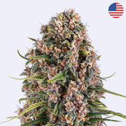 Blue Cheese feminisierte Samen von Barneys Farm, detailreiche Blüte mit grün-lila Farben und harzigen Knospen.
