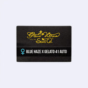 Packung mit Blue Haze x Gelato 41 Auto autoflowering Samen von Green House Seeds.