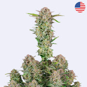 Bruce Banner Autoflowering Samen  - 420 Fast Buds