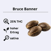 Bruce Banner Autoflowering Samen  - 420 Fast Buds