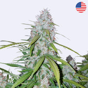 Californian Snow Autoflowering Samen