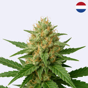 Cannalope Haze (63) - DNA Genetics - Steckling