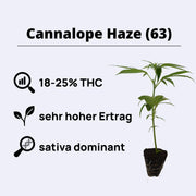 Cannalope Haze (63) - DNA Genetics - Steckling