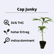 Cap Junky - Seed Junky Genetics - Steckling