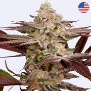 Chemical Bride feminisierte Samen von Green House Seeds in voller Blüte mit lila gefärbten Blättern.