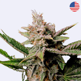 Cherry Cola Autoflowering Samen - 420 Fast Buds