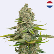 Choco Cheesecake Feminisierte Samen