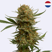 Chunky Cookies Feminisierte Samen