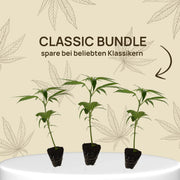 Classic Bundle | 3 beliebte Klassiker