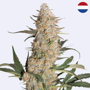 Critical Orange Punch Feminisierte Samen
