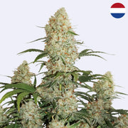 Critical Orange Punch Autoflowering Samen