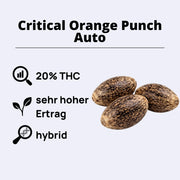 Critical Orange Punch Autoflowering Samen