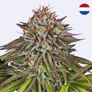Critical Kush Feminisierte Samen von Barneys Farm, detailreiche Blüte mit lila Blättern und dichten Trichomen.