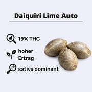 Daiquiri Lime Autoflowering Samen