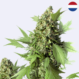 Duck Autoflowering Samen