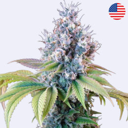 Dynamite Diesel Blüte von Royal Queen Seeds mit grünen Blättern und reichhaltigen Trichomen.