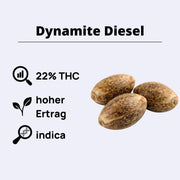 Dynamite Diesel Samen mit 22% THC, hohem Ertrag und Indica-Anteil.