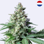 Easy Bud Autoflowering Samen von Royal Queen Seeds, stark und breite Blüten mit üppigem Blattwerk.